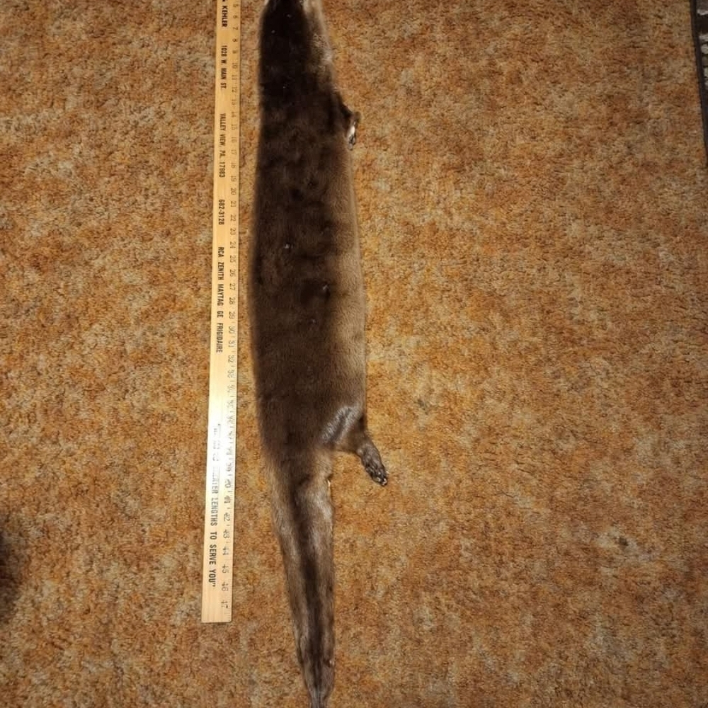 OTTOR FUR PELT